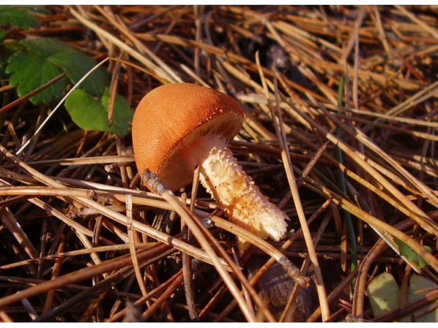 Мицелий Гриба-зонтика красного (Cystodermella cinnabarina)